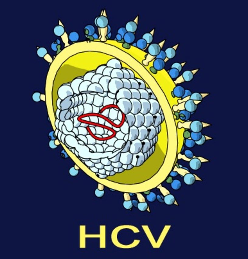 Hepatitis C Virus