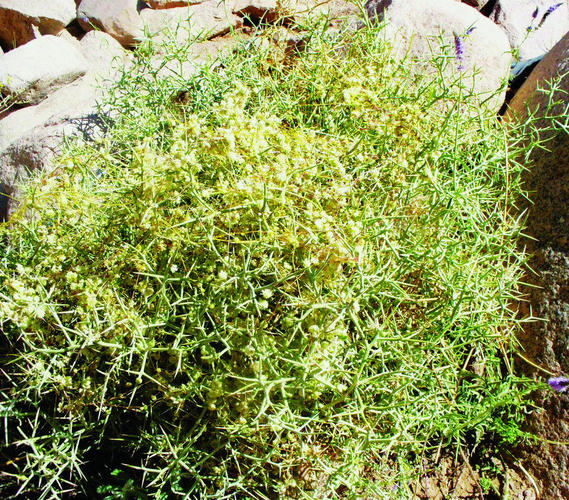 QFT88_P14_QuranicGardenZilla.jpg